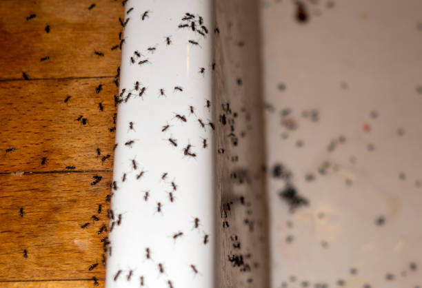Best Exterminator Services  in Margate City, NJ