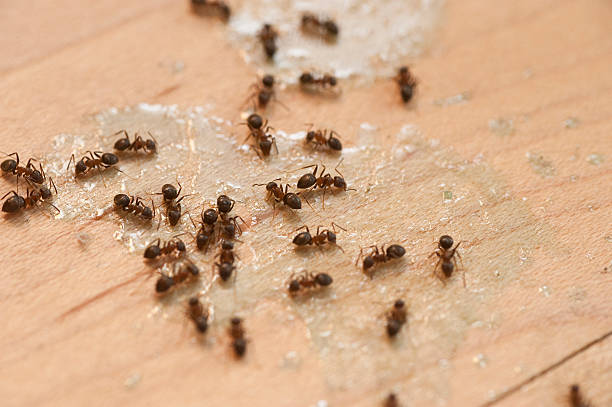 Best Best Pest Control Companies  in Margate City, NJ